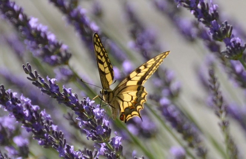 librairie-hirondaine-Firminy-785-Papillon